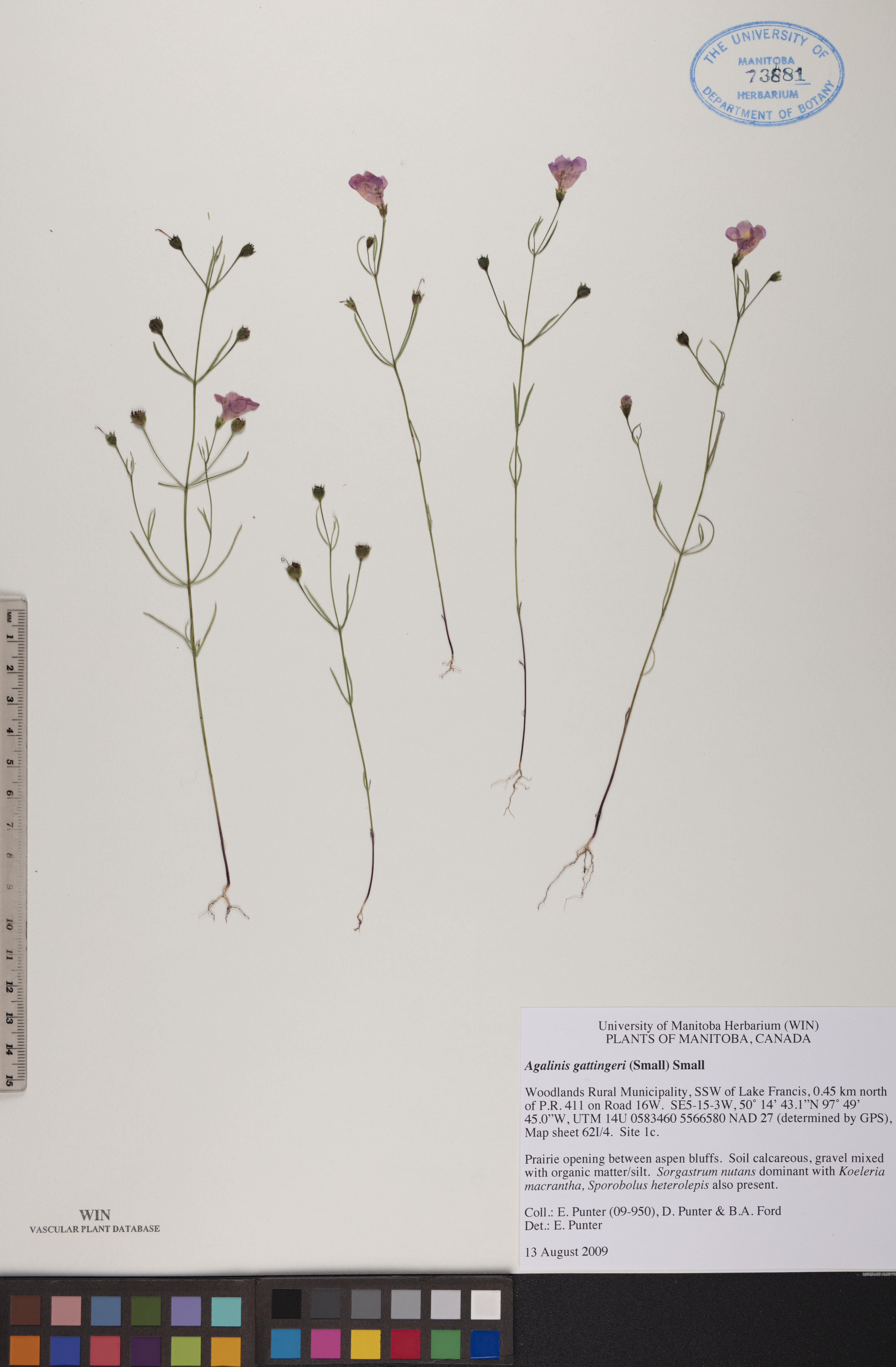 Agalinis gattingeri image